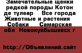 Замечательные щенки редкой породы Котон де тулеар  - Все города Животные и растения » Собаки   . Самарская обл.,Новокуйбышевск г.